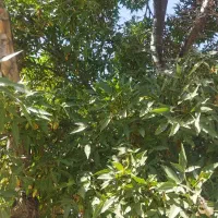 کارگر برای باغ