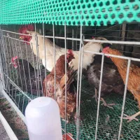 مرغ و خروس ،جوجه بلدرچین