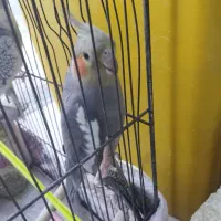 یک عدد عروس هلندی ماده