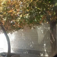 کلنگی-275-متری-آبیاری