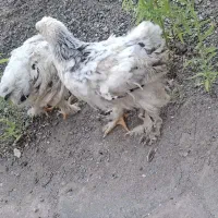 جوجه برهما