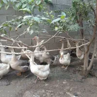 غاز ۷تا غاز خالماگور ۲تا قوغاز لیندا۹تا اردک خارجی