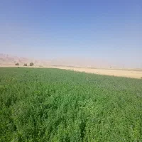 یونجه|لوازم جانبی حیوانات|دره شهر, |دیوار
