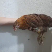 فروش خر‌وس