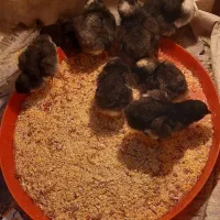 جوجه استرالوپ
