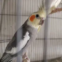 پرنده مولد عروس هلندی کوتوله برزیلی. مرغ عشق