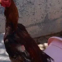 ۱ خروس و۳مرغ لاری افغان معاوضه با ژرمن نر