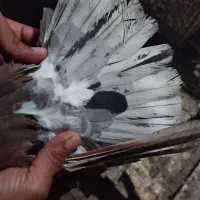 کفتر سرخ|پرنده|خان ببین, |دیوار