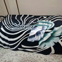 ۲ تخت مشکی (مجموع و تکی)