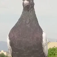 کبوتر سینه مشکی ماده