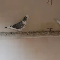 کبوتر