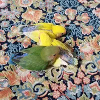جوجه کوتوله  سالم