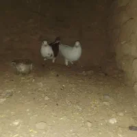 کفتر|پرنده|نهبندان, |دیوار