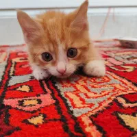 واگذاری بچه گربه DSH