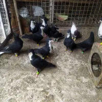 کفتر کرواتی