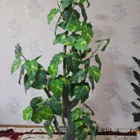 درختچه