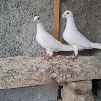کبوتر پلاکی نروماده سفید