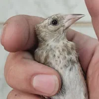 دوتا جوجه سهره باهم دونه 1600