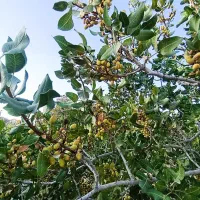 زمین کشاورزی در کلاته شیخ سنگان
