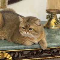 واکسیناسیون و خدمات دامپزشکی توسط دامپزشک باتجربه