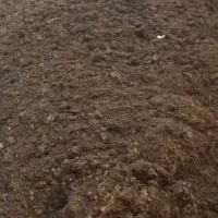 خریدار کود گوسفندی میباشم