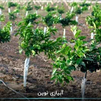 نقشه کشی و طراحی زمین خام برای احداث باغ