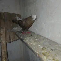 کبوتر|پرنده|نورآباد, |دیوار