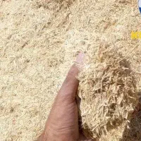 کاه گندم