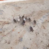 جوجه بوقلمون 20روز به بالا