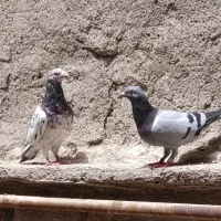 کفتر کبوتر