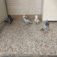 کبوتر