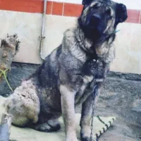 سگ اصیل