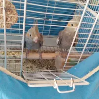 عروس هلندی