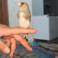 سهره کرمانی جوجه قفس