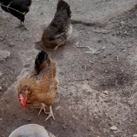 دوتا مرغ چاق