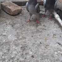 سور ملقی و پلاکی