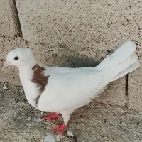 کبوتر