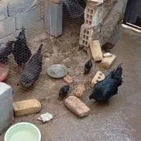 مرغ وخروس ایام سمانی باجوجه