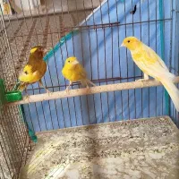 معاوضه قناری با عروس هلندی دستی