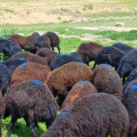 ۴۰ راس بره صحرا