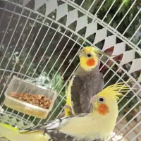 یک جفت عروس هلندی زیبا