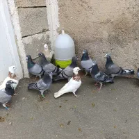 پلاکی