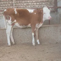 گوساله ماده سیمینتال داشتی