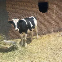 گاو