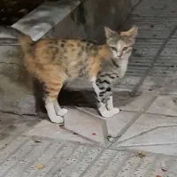 واگذاری گربه