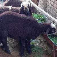 دو عدد بره .نر و ماده