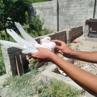 کبوتر ماده چشم نوک سفید
