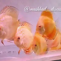 دیسکس گرید **AAA**