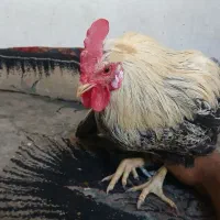 خروس
