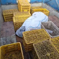 ۱۳۳ عدد سبد کارخونه ای سالم
